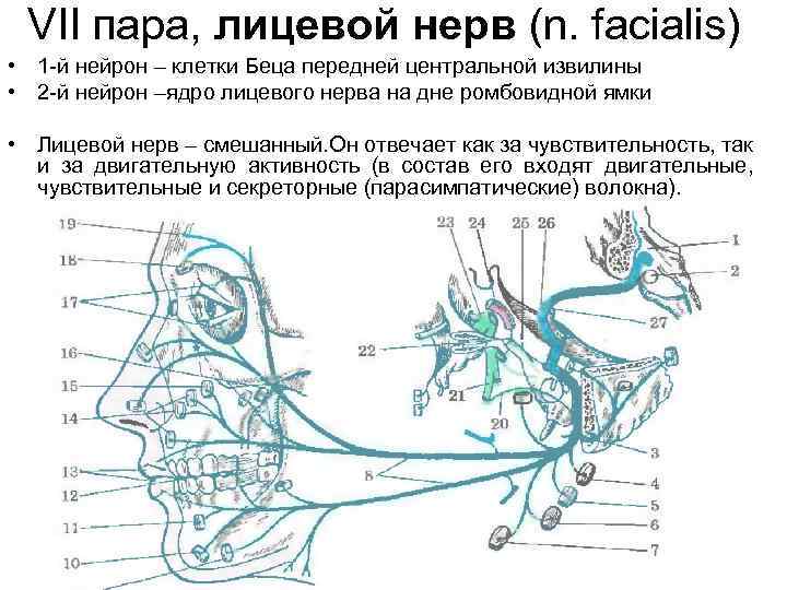 VII пара, лицевой нерв (n. facialis) • 1 -й нейрон – клетки Беца передней