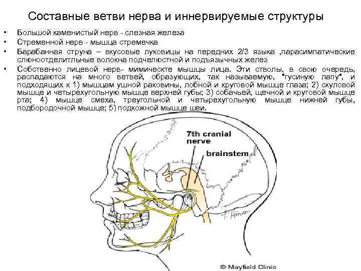 Составные ветви нерва и иннервируемые структуры • • Большой каменистый нерв - слезная железа