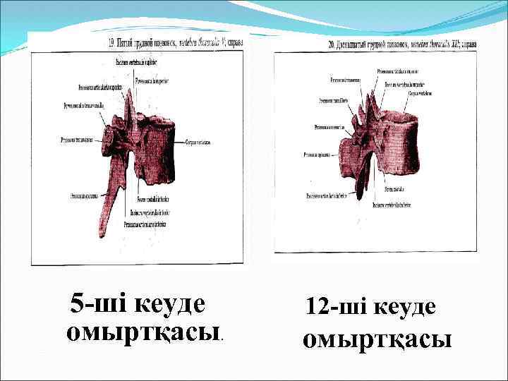 5 -ші кеуде омыртқасы. 12 -ші кеуде омыртқасы 