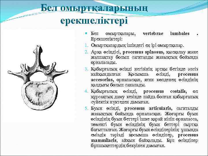 Бел омыртқаларының ерекшеліктері Бел омыртқалары, vertebrae lumbales. Ерекшеліктері: 1. Омыртқалардың ішіндегі ең ірі омыртқалар.