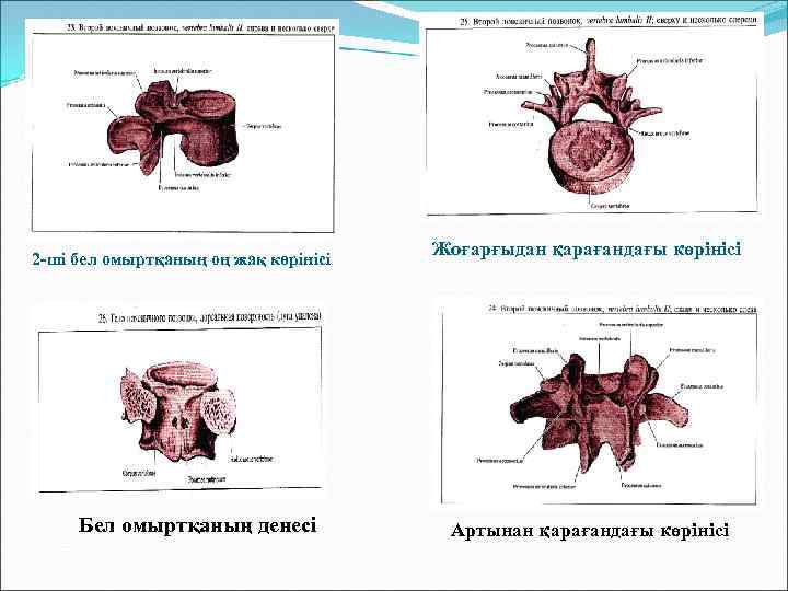 2 -ші бел омыртқаның оң жақ көрінісі Бел омыртқаның денесі Жоғарғыдан қарағандағы көрінісі Артынан