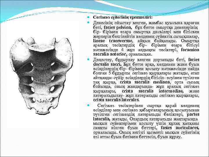  Сегізкөз сүйегінің ерекшелігі: Денесінің ойыстау келген, жамбас қуысына қараған беті, facies pelvina, бұл