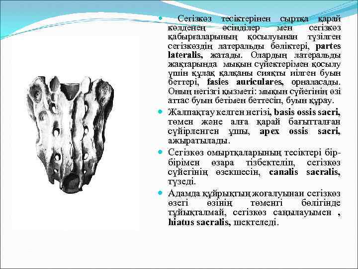  Сегізкөз тесіктерінен сыртқа қарай көлденең өсінділер мен сегізкөз қабырғаларының қосылуынан түзілген сегізкөздің латеральды