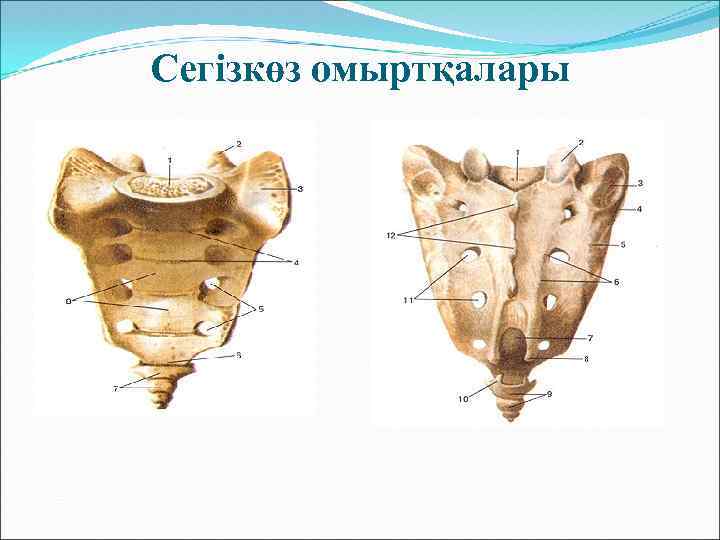 Сегізкөз омыртқалары 