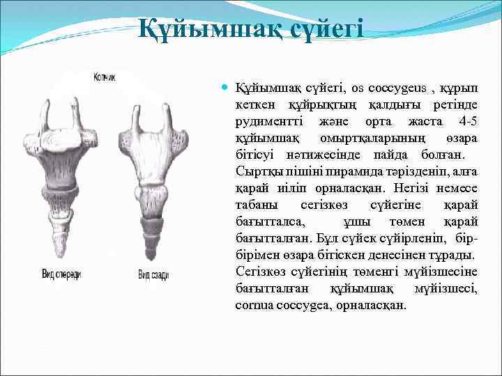 Құйымшақ сүйегі Құйымшақ сүйегі, os coccygeus , құрып кеткен құйрықтың қалдығы ретінде рудиментті және