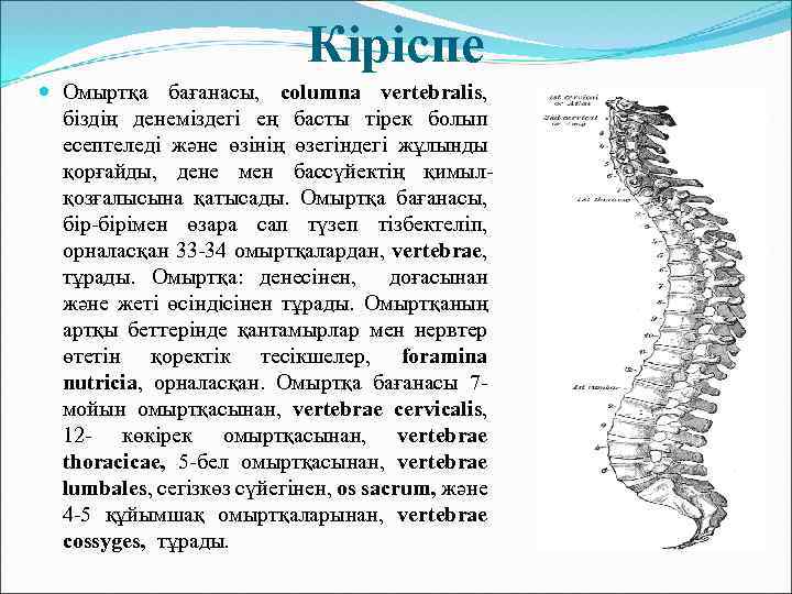 Кіріспе Омыртқа бағанасы, columna vertebralis, біздің денеміздегі ең басты тірек болып есептеледі және өзінің