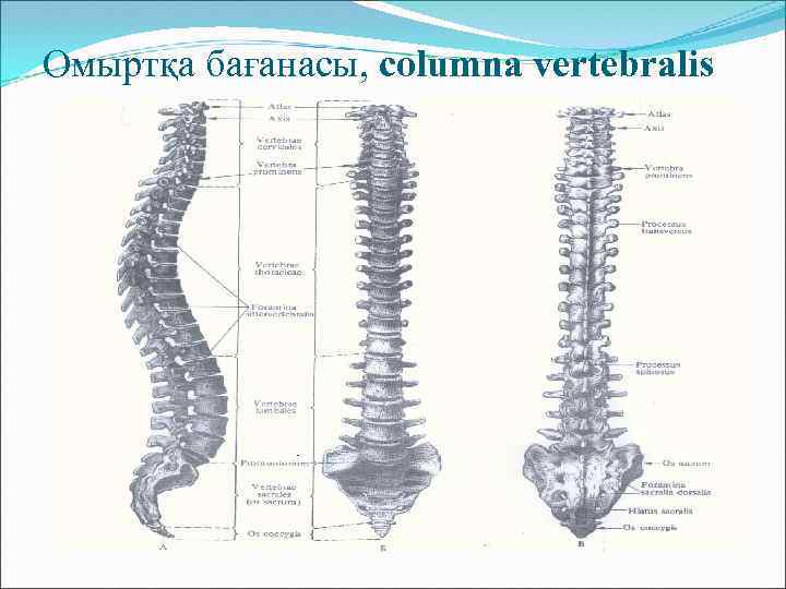 Омыртқа бағанасы, columna vertebralis 