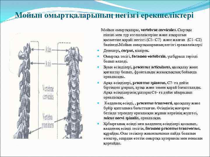 Мойын омыртқаларының негізгі ерекшеліктері Мойын омыртқалары, vertebrae cervicalеs. Сыртқы пішіні мен түр өзгешеліктеріне және