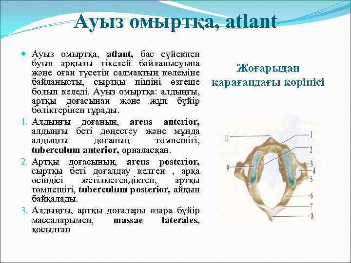 Ауыз омыртқа, atlant Ауыз омыртқа, atlant, бас сүйекпен буын арқылы тікелей байланысуына және оған