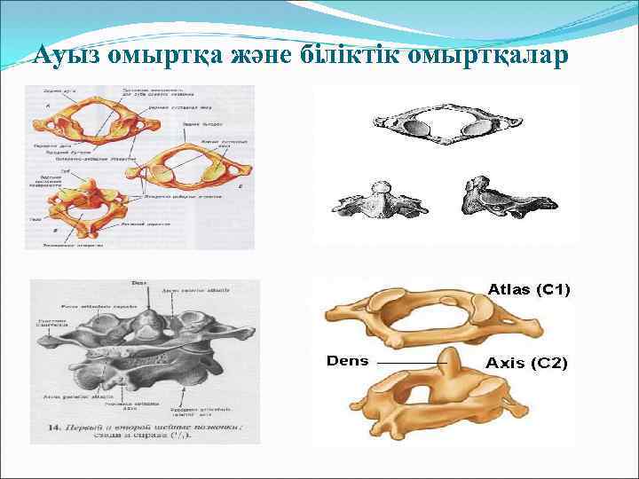 Ауыз омыртқа және біліктік омыртқалар 