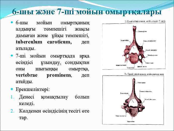 6 -шы және 7 -ші мойын омыртқалары 6 -шы мойын омыртқаның алдыңғы төмпешігі жақсы