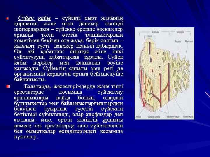 Сүйек қабы – сүйекті сырт жағынан қоршаған және оған дәнекер тканьді шоғырлардың – сүйекке