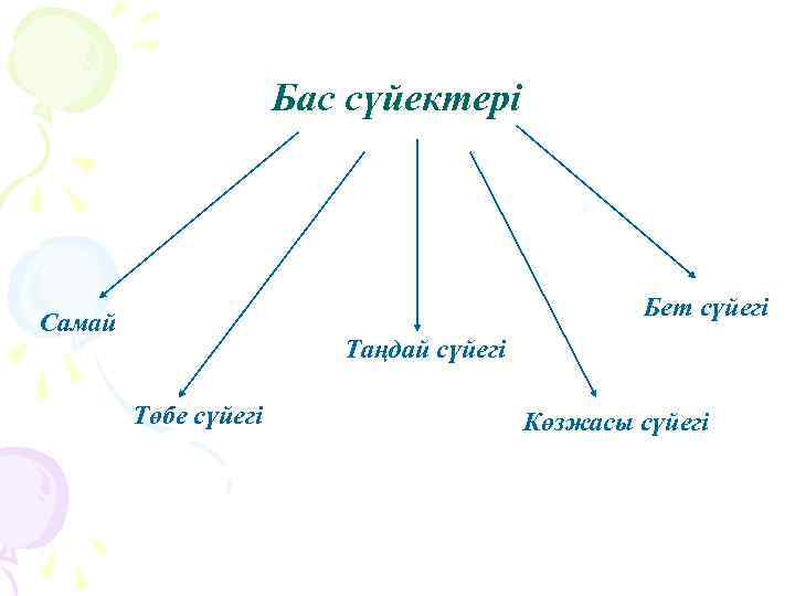 Бас сүйектері Бет сүйегі Самай Таңдай сүйегі Төбе сүйегі Көзжасы сүйегі 