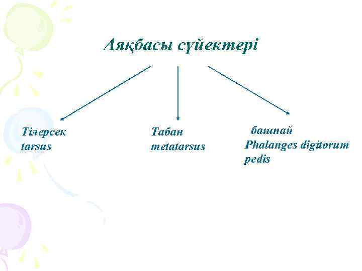 Аяқбасы сүйектері Тілерсек tarsus Табан metatarsus башпай Phalanges digitorum pedis 