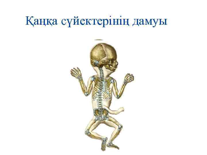 Қаңқа сүйектерінің дамуы 