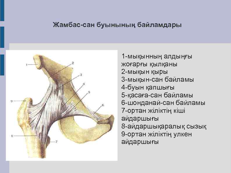 Тар жамбас презентация