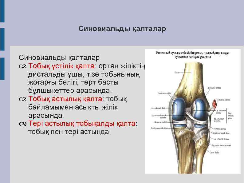 Синовиальды қалталар Тобық үстілік қалта: ортан жіліктің дистальды ұшы, тізе тобығының жоғарғы бөлігі, төрт
