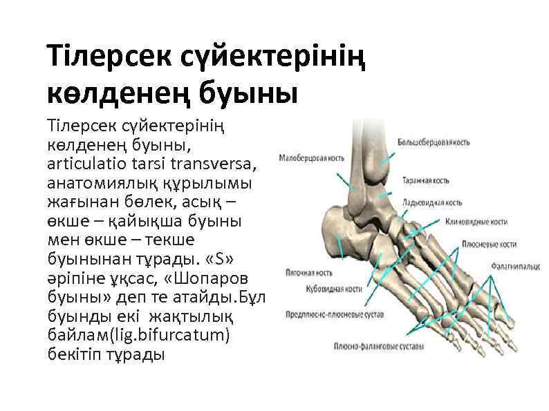 Сустав шопара анатомия