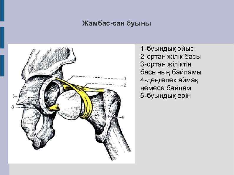 Тар жамбас презентация