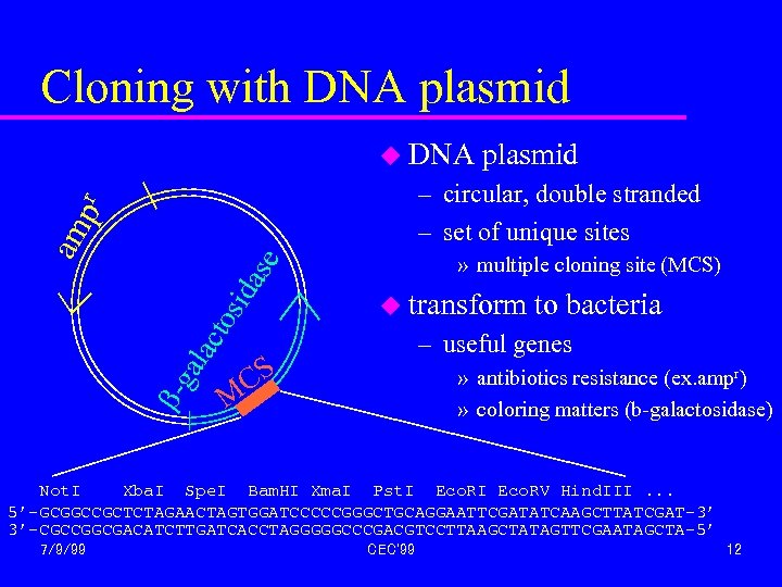 Cloning with DNA plasmid u DNA plasmid » multiple cloning site (MCS) b- ga
