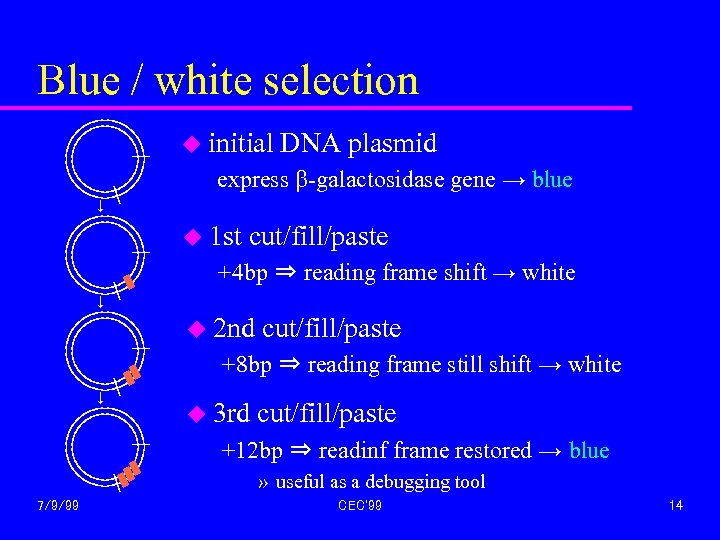 Blue / white selection u initial DNA plasmid express b-galactosidase gene → blue ↓