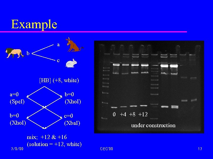 Example a b c [HB] (+8, white) a=0 (Spe. I) b=0 (Xho. I) c=0