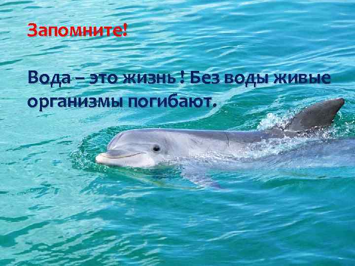Запомните! Вода – это жизнь ! Без воды живые организмы погибают. 