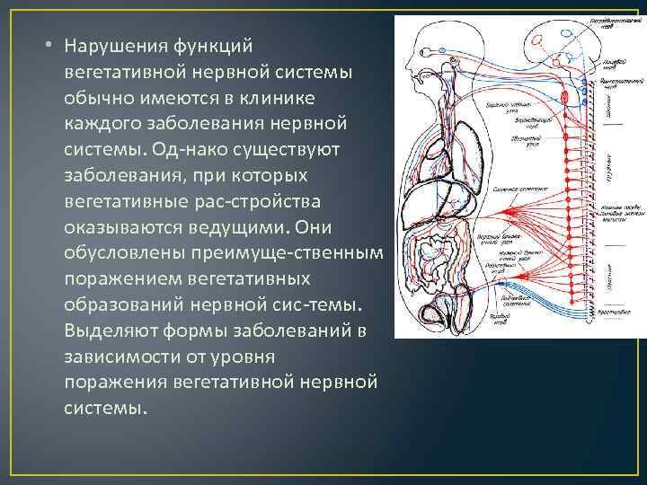 Расстройство вегетативной нервной системы у человека приводит