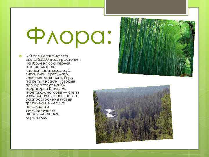 Флора: В Китае насчитывается около 25000 видов растений. Наиболее характерная растительность — лиственница, кедр,