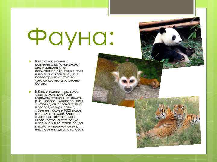 Фауна: В густо населенных равнинных районах мало диких животных, за исключением грызунов, птиц и