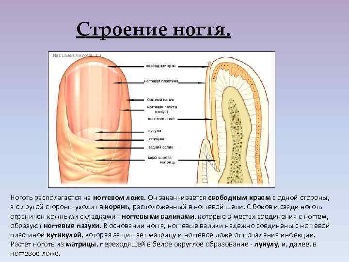 Строение ногтя. Ноготь располагается на ногтевом ложе. Он заканчивается свободным краем с одной стороны,