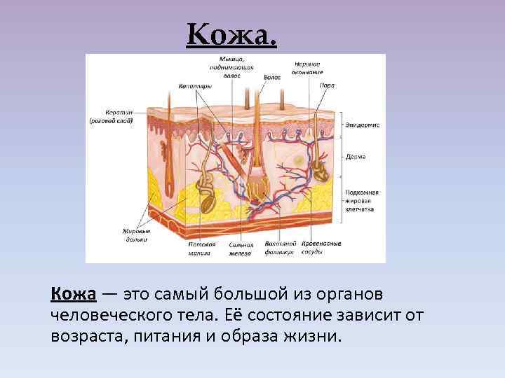 Кожа. Кожа — это самый большой из органов человеческого тела. Её состояние зависит от