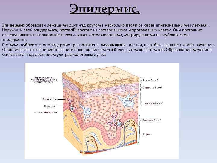 Эпидермис образован лежащими друг над другом в несколько десятков слоев эпителиальными клетками. Наружный слой