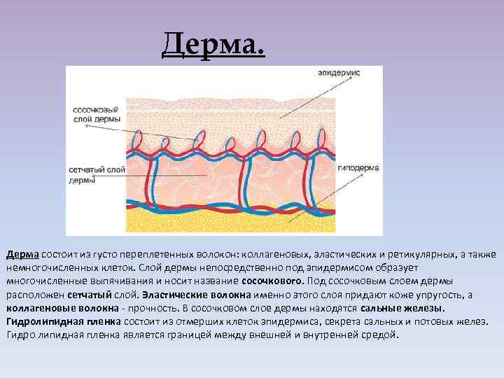 Дерма. Дерма состоит из густо переплетенных волокон: коллагеновых, эластических и ретикулярных, а также немногочисленных