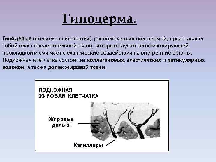 Гиподерма (подкожная клетчатка), расположенная под дермой, представляет собой пласт соединительной ткани, который служит теплоизолирующей