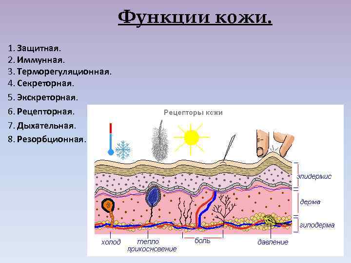 Функции кожи. 1. Защитная. 2. Иммунная. 3. Терморегуляционная. 4. Секреторная. 5. Экскреторная. 6. Рецепторная.