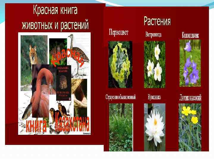 Красная книга казахстана презентация