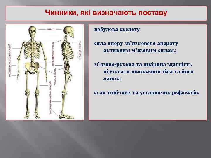 Чинники, які визначають поставу побудова скелету сила опору зв’язкового апарату активним м’язовим силам; м’язово-рухова