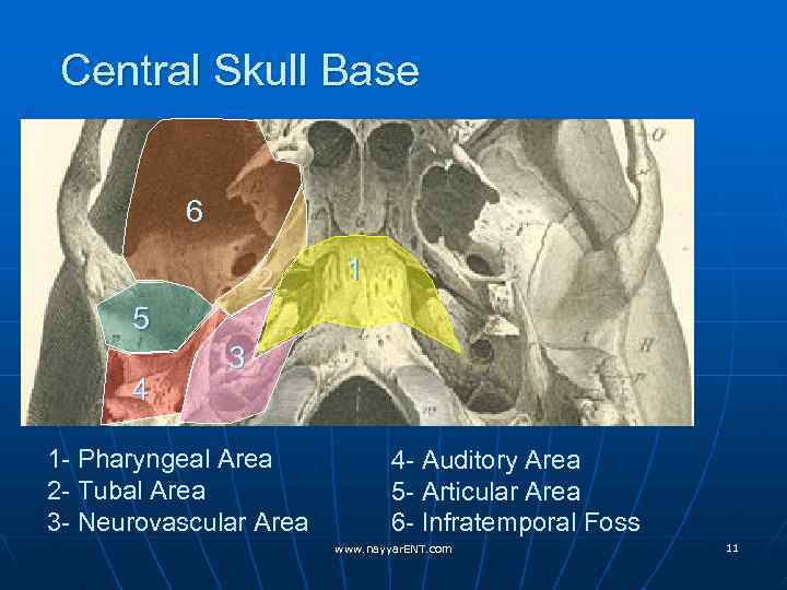 Central Skull Base 6 2 5 4 1 1 3 1 - Pharyngeal Area