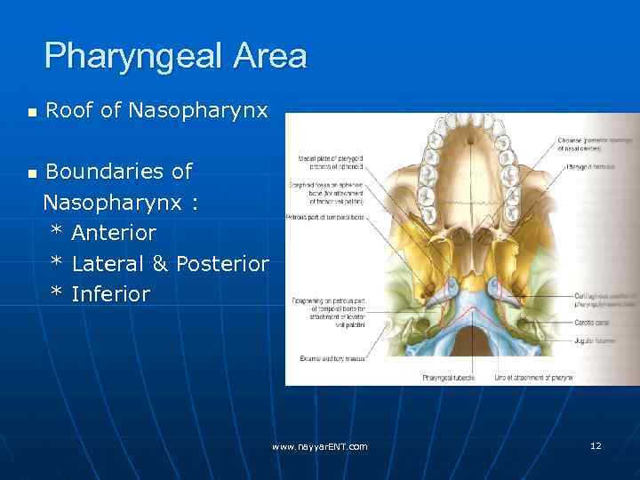 Pharyngeal Area n n Roof of Nasopharynx Boundaries of Nasopharynx : * Anterior *