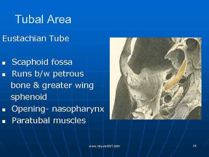 Tubal Area Eustachian Tube n n Scaphoid fossa Runs b/w petrous bone & greater