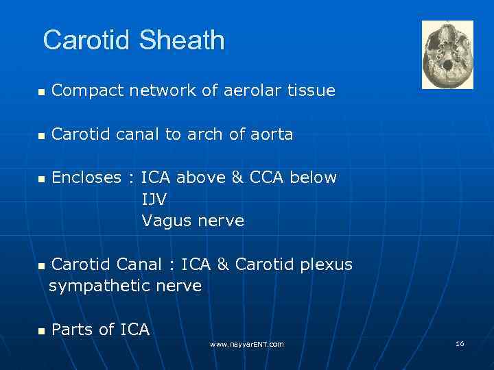 Carotid Sheath n Compact network of aerolar tissue n Carotid canal to arch of