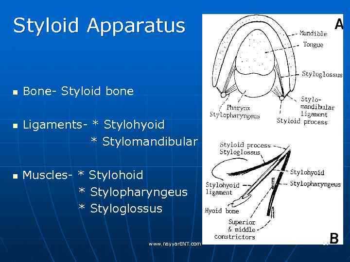 Styloid Apparatus n n n Bone- Styloid bone Ligaments- * Stylohyoid * Stylomandibular Muscles-