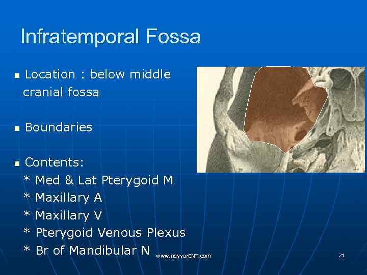 Infratemporal Fossa n n n Location : below middle cranial fossa Boundaries Contents: *