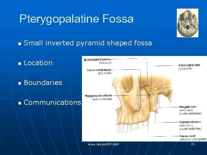 Pterygopalatine Fossa n Small inverted pyramid shaped fossa n Location n Boundaries n Communications