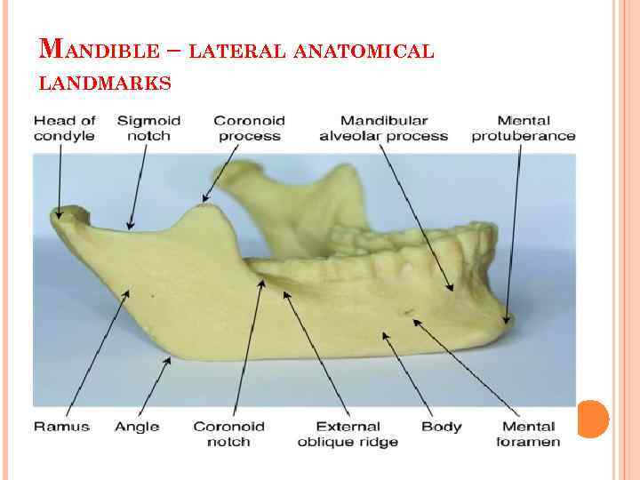 MANDIBLE – LATERAL ANATOMICAL LANDMARKS 