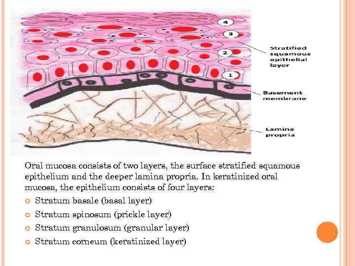 Oral mucosa consists of two layers, the surface stratified squamous epithelium and the deeper