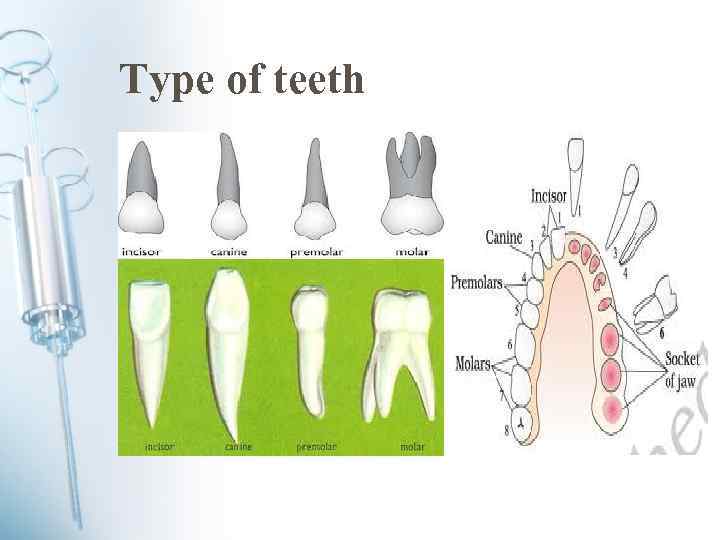 Type of teeth 