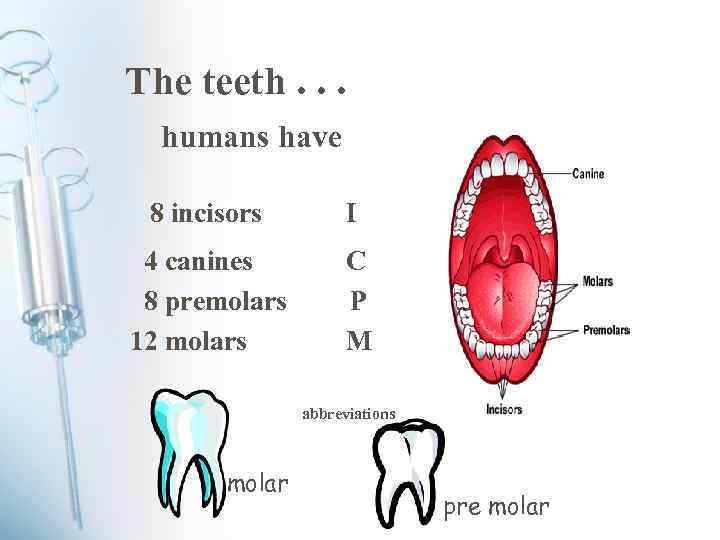 The teeth. . . humans have 8 incisors I 4 canines 8 premolars 12