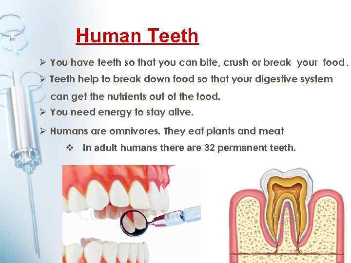 Human Teeth Ø You have teeth so that you can bite, crush or break